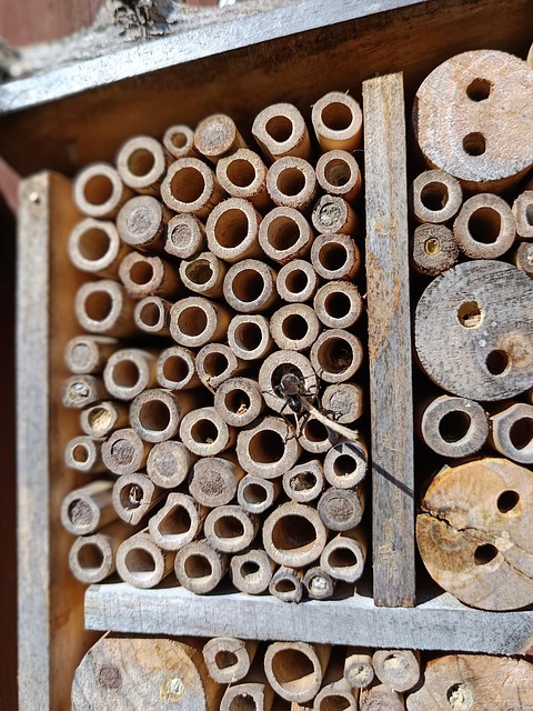 Free Insect Hotel Wasp photo and picture