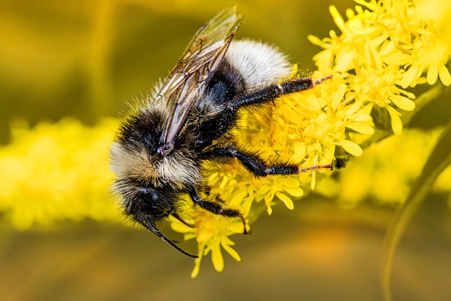 Free Bumblebee Insect photo and picture