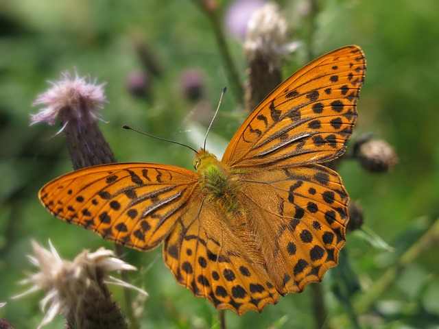 Free Imperialcoat Butterfly photo and picture