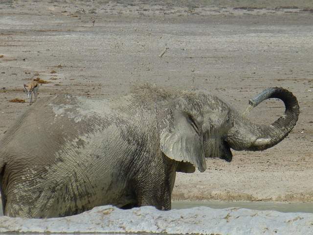 Free Africa Elephant photo and picture