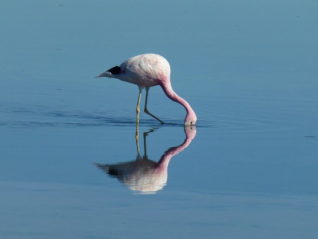 Free Flamingo Bird photo and picture