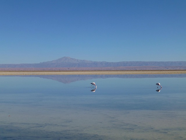 Free Flamingo Bird photo and picture