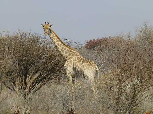 Free Giraffe Nature photo and picture