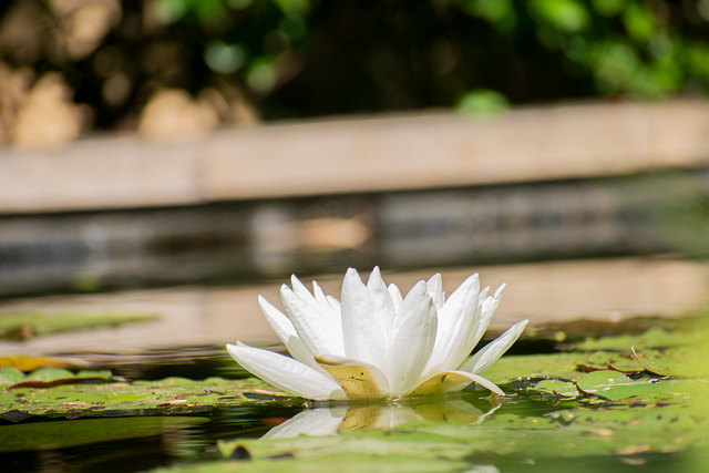 Free water lily flower plant illustration