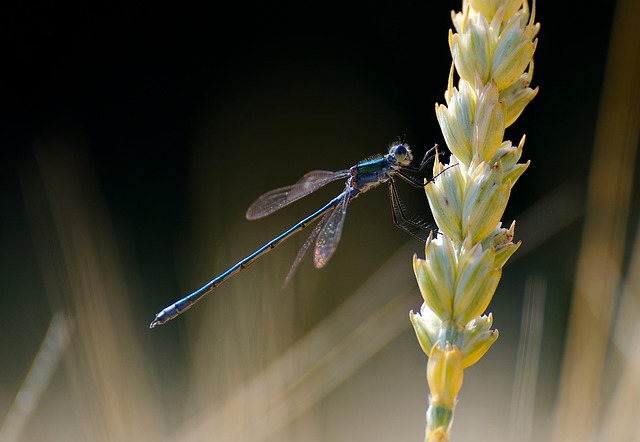 Free Dragonfly Insect photo and picture