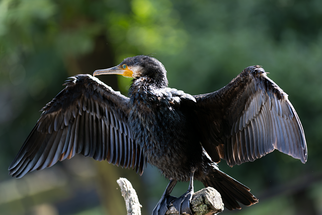 Free bird cormorant feathers illustration