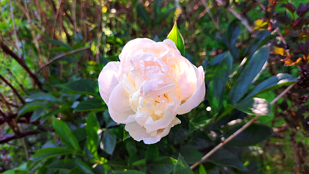 Free Flower Nature illustration and picture