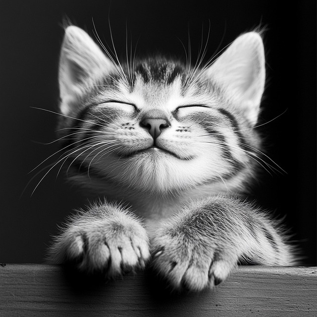 Free kitten black and white smiling illustration