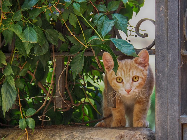 Free Cat Little Cat photo and picture