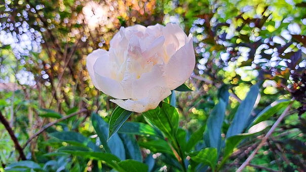 Free Flower Nature photo and picture