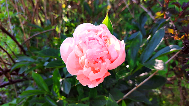 Free Flower Nature photo and picture