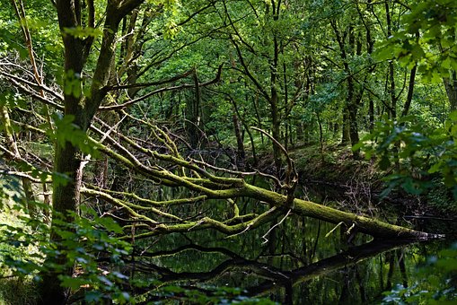 Free Forest Tree photo and picture
