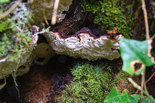 Free Mushroom Nature photo and picture