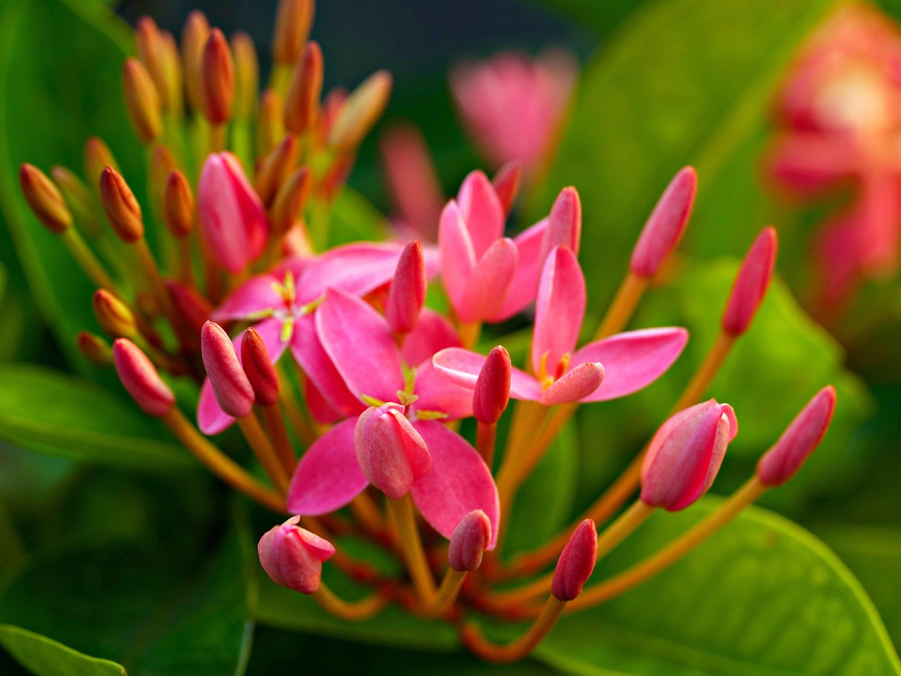 Flowers Asoca Flora - Free photo on Pixabay - Pixabay