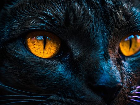Free Cat Animal illustration and picture