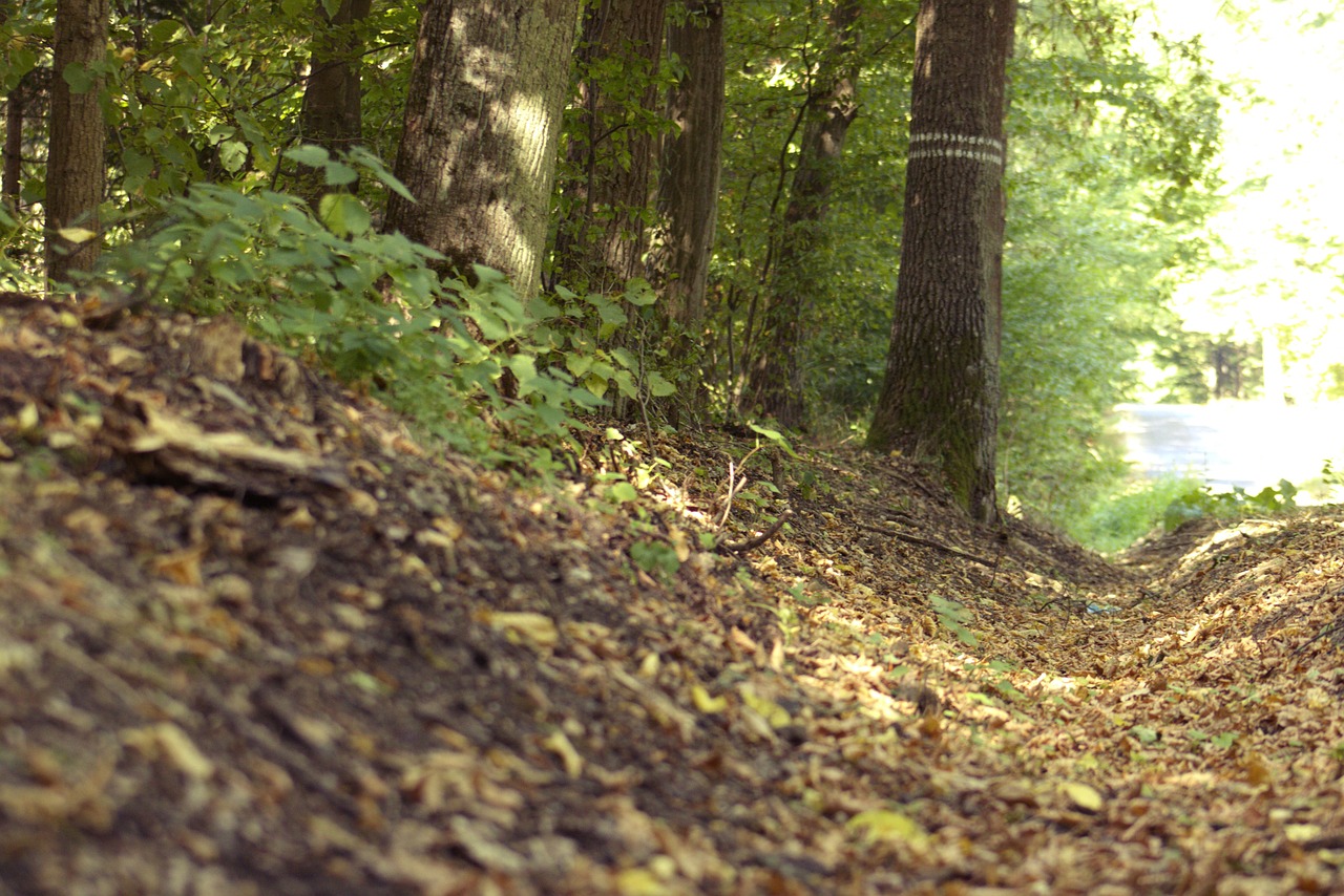 Trees Road Free photo on Pixabay