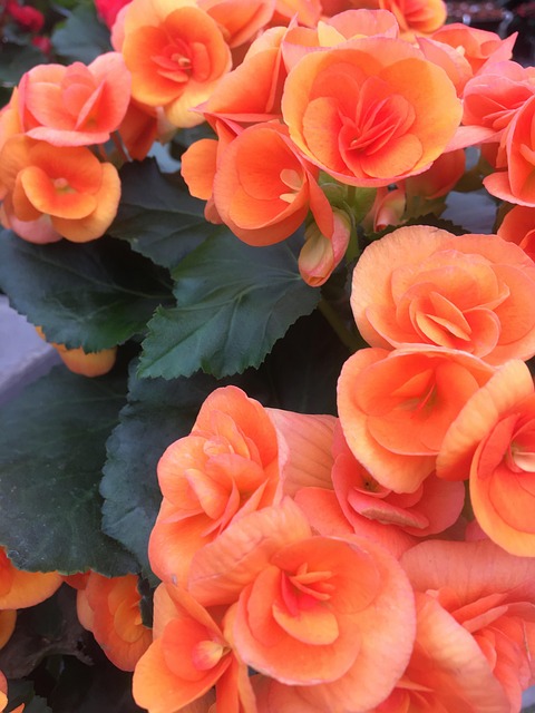 Free Flowers Green photo and picture