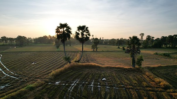 Free Tree Tropical photo and picture
