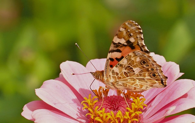 Distelfalter Butterfly Zinnia - Free photo on Pixabay - Pixabay