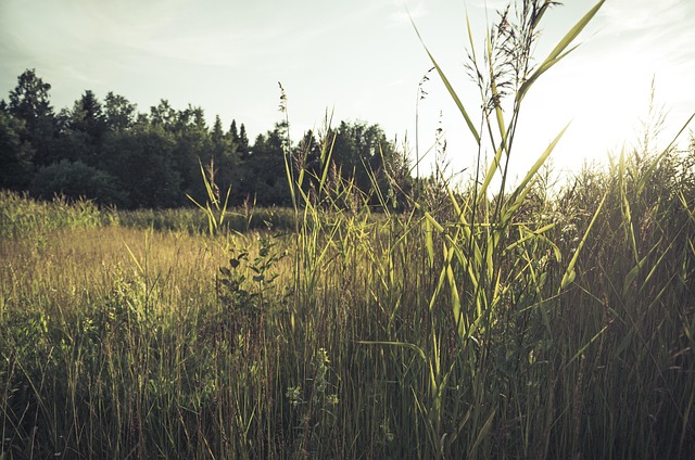 Sommer, Natur, Landskab, Dyreliv, Sæson