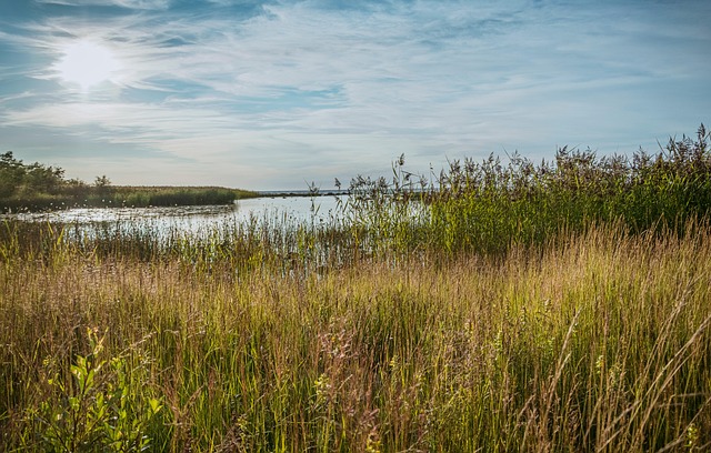 Sommer, Natur, Sø, Vand, Sol, Udendørs