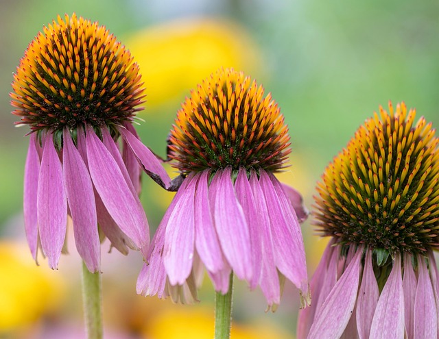 Coneflower Roxo, Coneflower, Flor