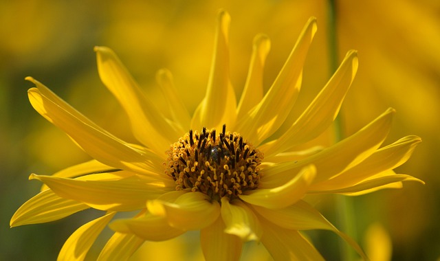 Free Jerusalem Artichoke Sunroot photo and picture