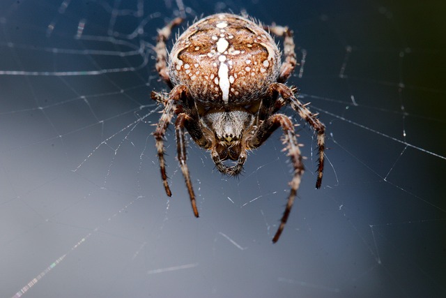 Free Araneus Angulate Orbweaver photo and picture