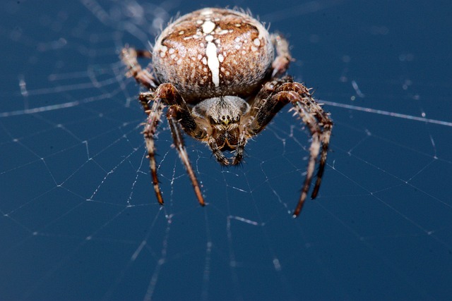 Free Araneus Angulate Orbweaver photo and picture