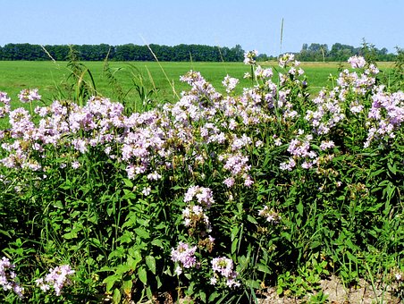 Free Blossoms Meadow photo and picture