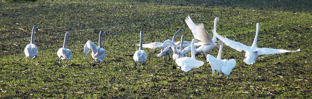 Free Birds Swans photo and picture