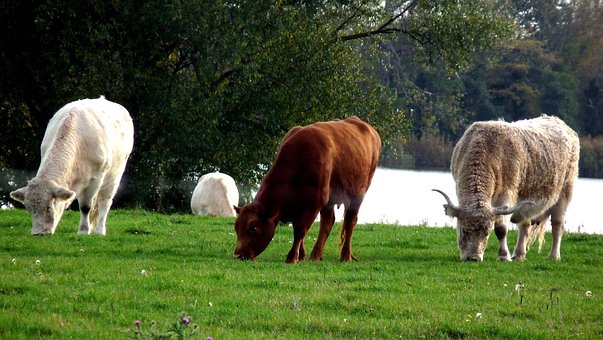 Free Cows Lake photo and picture