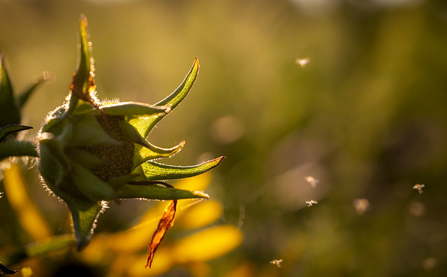 Free sunflower blossom meadow illustration