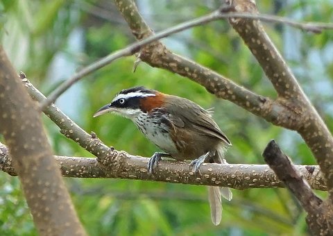Pájaro, Pico, Natural