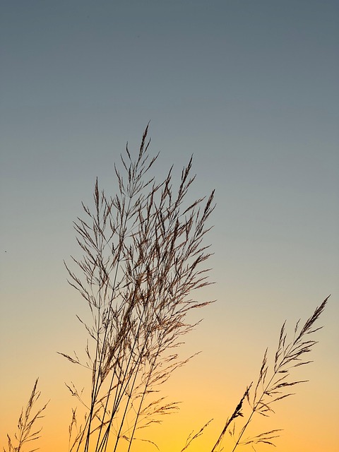 Grass, sunset, midsummer and summer evening — photo by Mylene2401