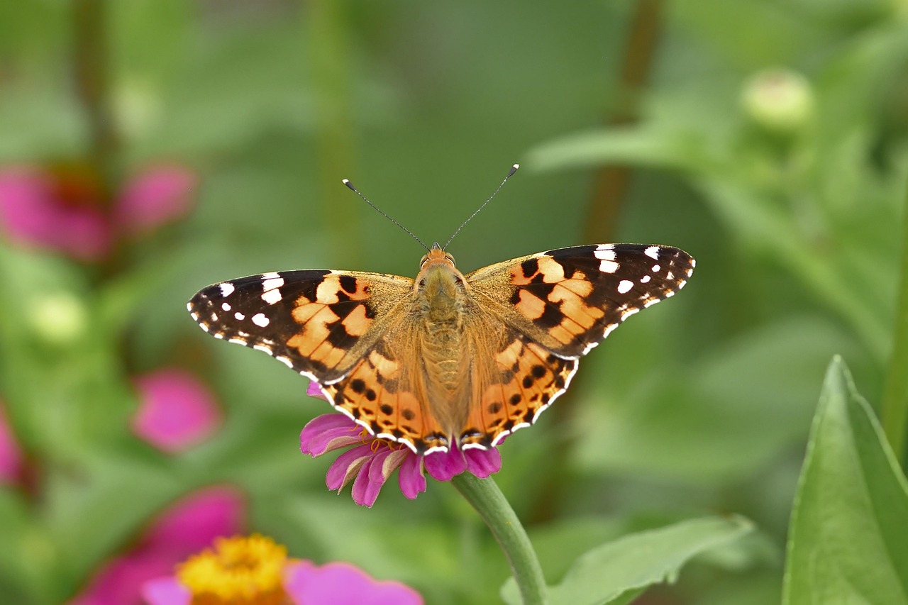 Butterfly Distelfalter Vanessa - Free photo on Pixabay