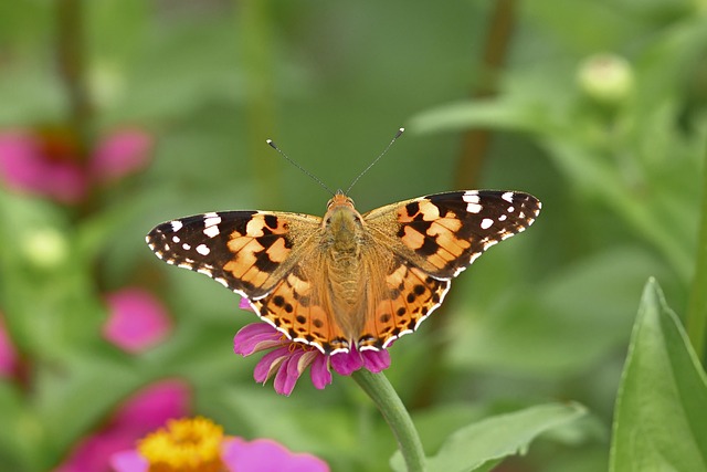 Butterfly Distelfalter Vanessa - Free photo on Pixabay