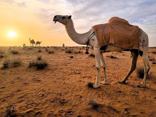 Kamel, Ørken, Solnedgang, Saudi-Arabien
