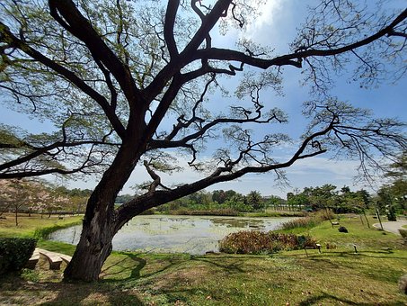 Free Tree Lake photo and picture