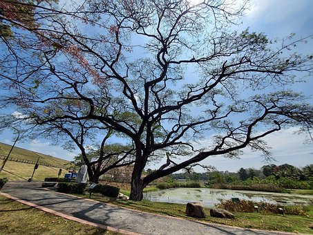 Árbol, Lago, Paisaje