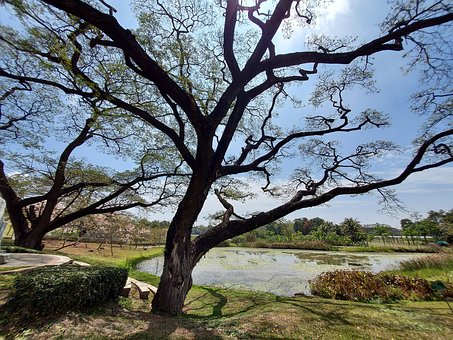 Free Tree Lake photo and picture