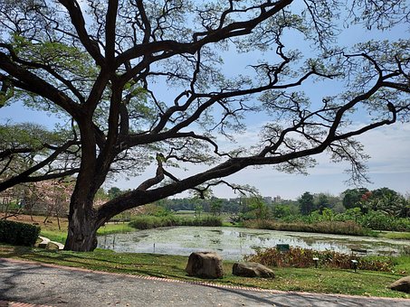Free Tree Lake photo and picture