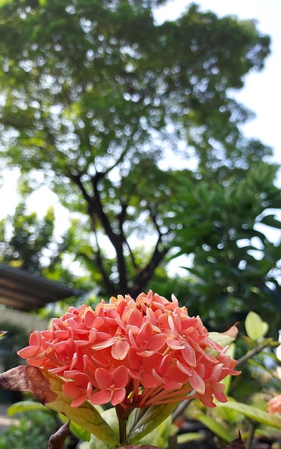Flor, Natural, Planta