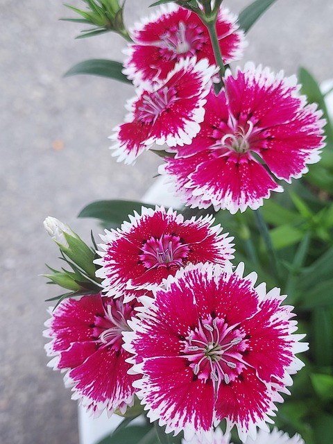 Free Flower Natural photo and picture