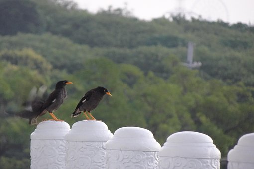 Free Bird Starling photo and picture