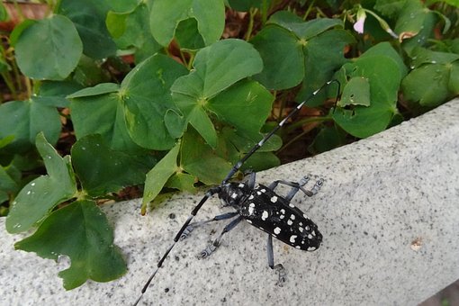 Free Insect Long Beetle photo and picture