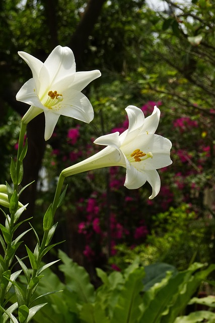 Blanco, Puro, Flor, Natural, Lirio