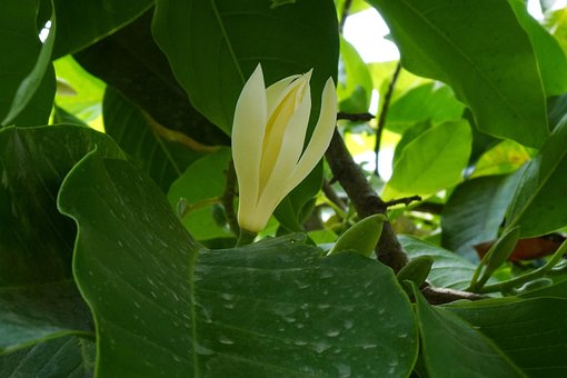 Free Magnolia White photo and picture