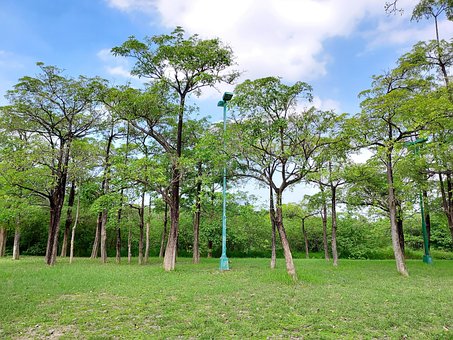 Free Tree Fate photo and picture