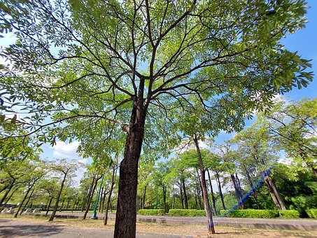 Free Tree Fate photo and picture